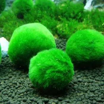 Akvarijní rostliny, Ryby, nádrže dekorace mořské Řasy míč Voda tráva míč Zelené řasy míč Fish tank terénní úpravy Ekologická láhev