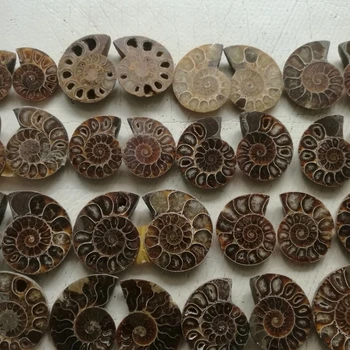 Madagaskar, Fosílie Duhové Ammonite Přírodní Ulita Kameny A Minerály Exemplář+Držák
