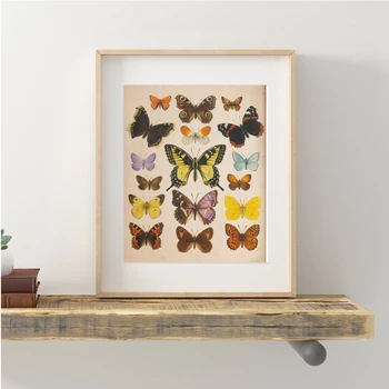 Hmyz Starožitný Ilustrace Malířské Plátno Motýli Vintage Plakáty a Tisky Wall Art Pictures Home Dekorace Bez Rámu