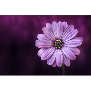 5d Diy Diamantový Malování Purple Květina Cross Stitch Plný Kruhový Diamant Výšivky Květin Nit Drahokamu Řemesla Ny206